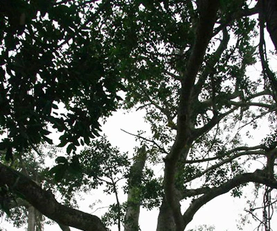 Công nhận thêm 4 cây là “Cây di sản Việt Nam”