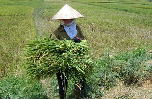 Tiếp vụ 16.000 hecta lúa lép: Phải là đền bù chứ không chỉ hỗ trợ