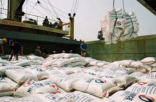 Xuất khẩu gạo tăng nhưng nông dân lỗ nặng