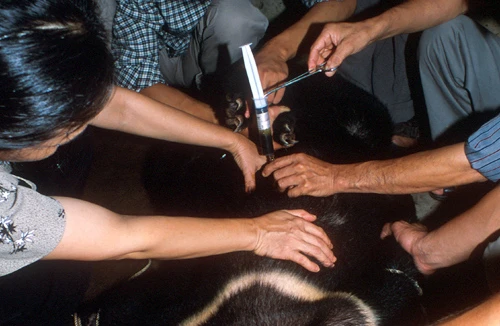 Uống mật gấu rước mầm bệnh 