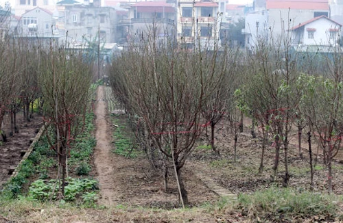 Đào, quất, cây cảnh thời kinh tế lao đao 
