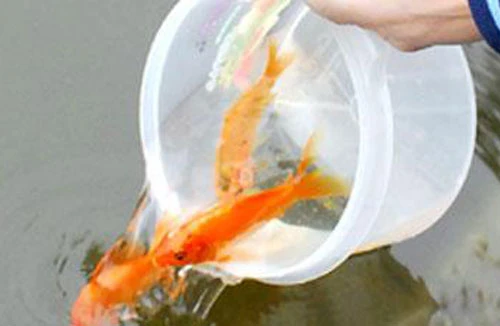 Lễ hội ông Công, ông Táo lần đầu tiên tại Hà Nội