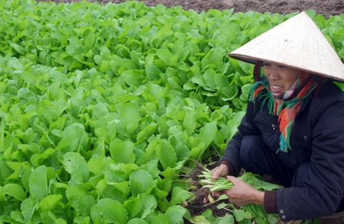 Giá rau tăng từng ngày vì… rét
