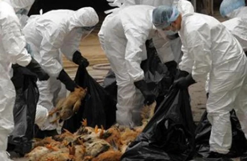  8 người chết vì cúm gia cầm bùng phát