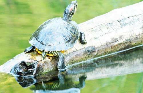 Lúng túng việc ngăn chặn sinh vật ngoại lai xâm hại