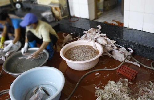 Hành vi gian dối - bơm nước tăng trọng lượng 