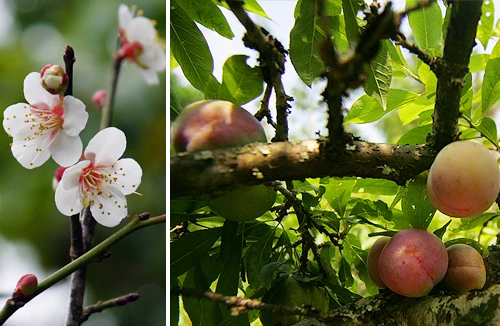 Thuần khiết mận trái mùa