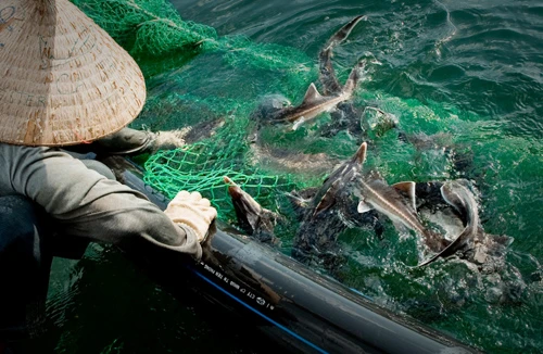 Phát hiện tồn dư kháng sinh, chất cấm trên cá tầm lậu