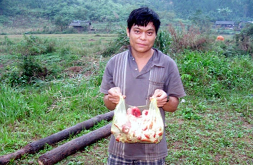 Khốn đốn vì buôn nấm với người Tàu