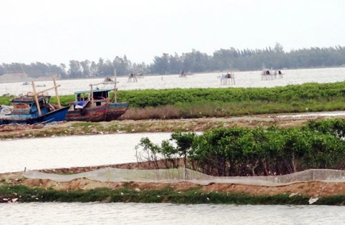 Ngao ngán tình người vì... ngao