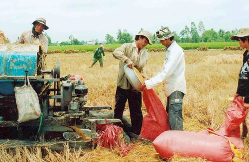 Người trồng lúa ngày càng nghèo đi?