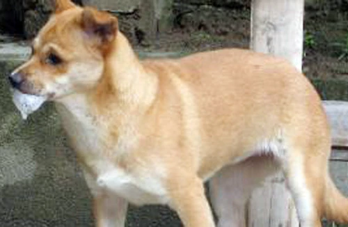 Thầy lang chữa bệnh dại do chó cắn: Chuyện hoang đường