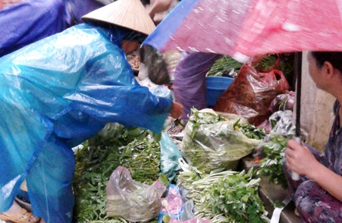 “Mượn” bão, rau tăng giá