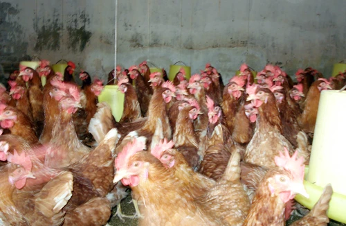 Cấm buôn bán gia cầm qua biên giới là cần thiết