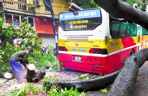 Hà Nội: Nhiều cây đổ khi mưa kéo dài