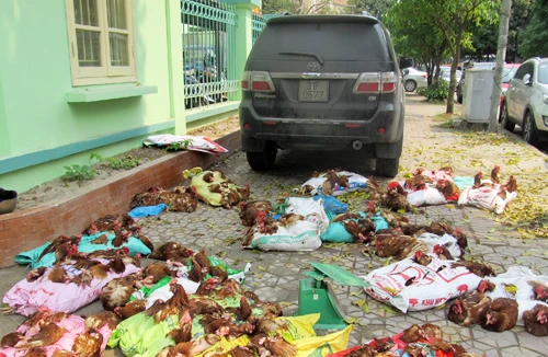 Dùng xe xịn chở gà lậu