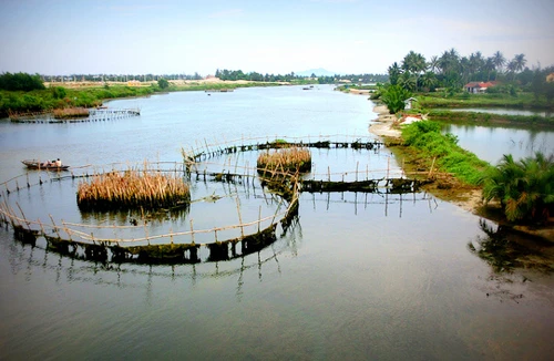 Trà Quế - đậm đà gia vị Hội An