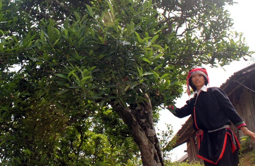 Huyền thoại rừng chè trên… mây