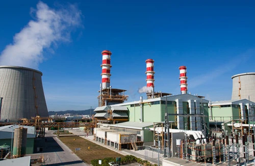 Vòi bạch tuộc từ châu Á