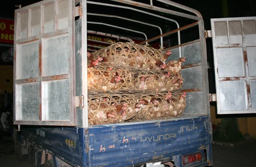 Cán bộ thú y tiếp tay gian thương 