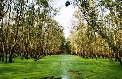 Rừng tràm Trà Sư mùa nước nổi