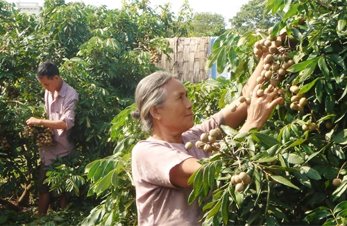 Nhãn lồng Hưng Yên: Lại lo “được mùa mất giá”