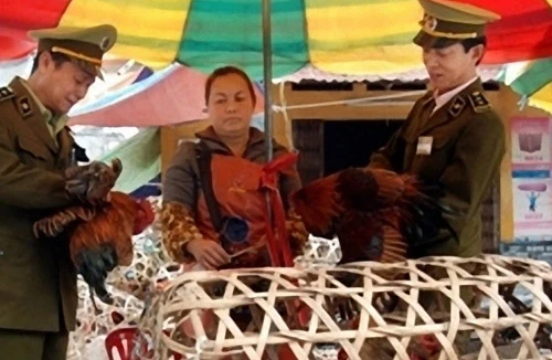 Nguồn lây virus cúm A/H7N9 vẫn bí ẩn