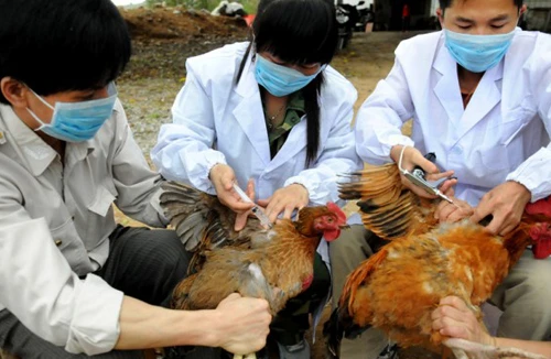 H7N9 là virus cúm nguy hiểm nhất từ trước tới nay