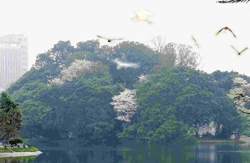 Những cánh cò chiều 