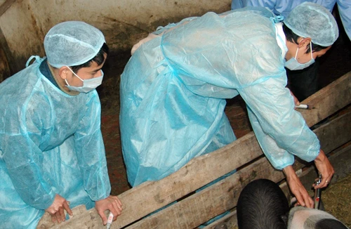 Vaccine lậu bán ngay gần Cục Thú y