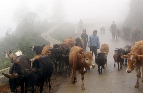 Trâu bò kiệt sức vì giá rét