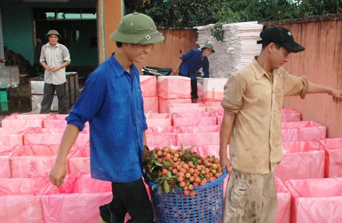 Thương lái Trung Quốc giả khách du lịch vơ vét vải thiều