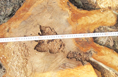 Chặt hạ cây xanh trái phép