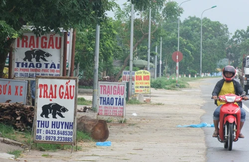 Mật ế, làng gấu hết thời