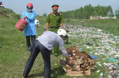 Tiêu hủy hơn 600 gà giống nhập lậu