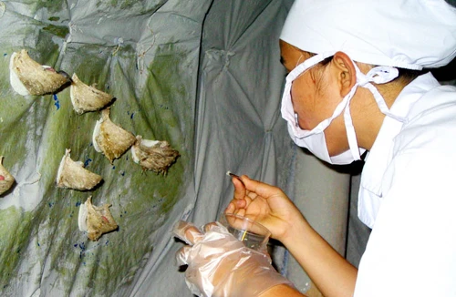 Cúm A/H5N1: 100% tổ yến vẫn “bình yên”