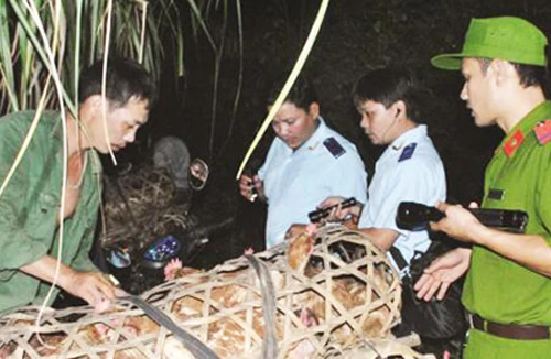 Liên tiếp bắt giữ các vụ vận chuyển gia cầm nhập lậu