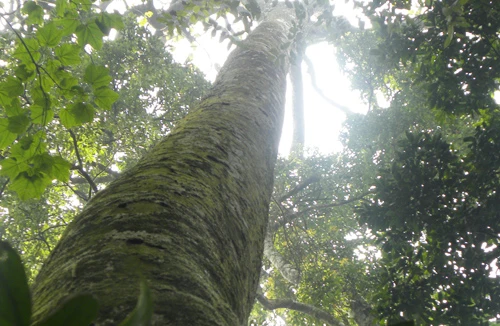 Xuyên rừng ngắm “cụ chè” nghìn tuổi