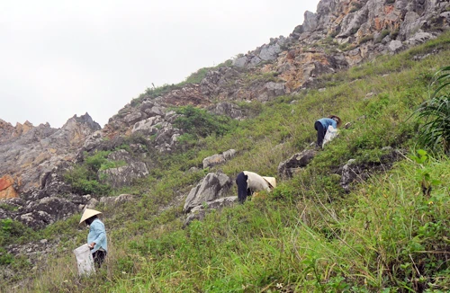 Bám đá “săn” rêu đặc sản