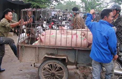 Độc đáo chợ lợn lớn nhất Việt Nam