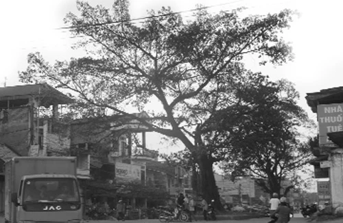 Sự thật về “thần đa” ở Thái Nguyên