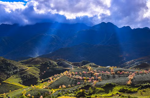 Ngắm mai anh đào nở giữa núi rừng Tây Bắc