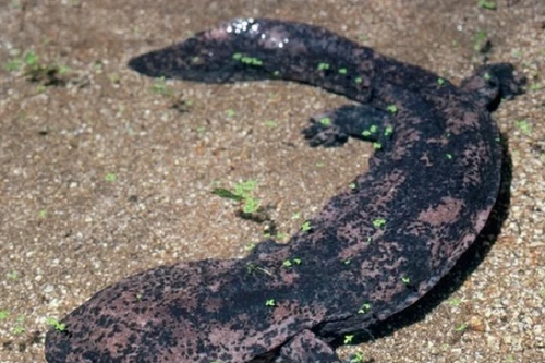 Trung Quốc điều tra quan chức ăn thịt kỳ nhông