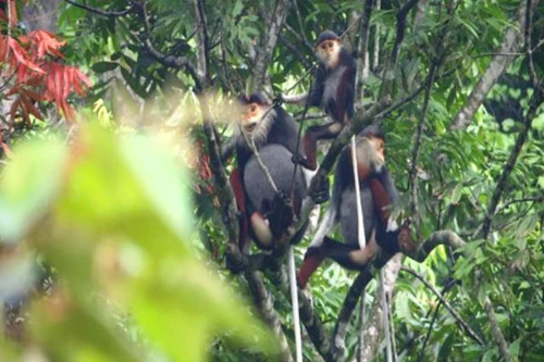 Hàng chục đàn vượn đen má trắng vừa được phát hiện tại Quảng Bình