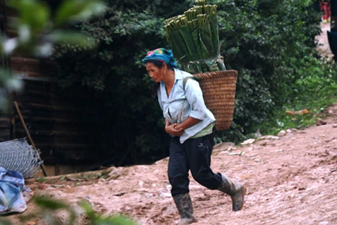 "Săn" lá dong rừng bán tết, thu nhập tiền triệu mỗi ngày