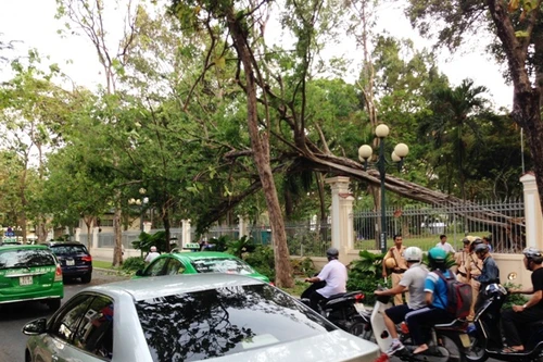 Cổ thụ bật gốc, nhiều người đi đường thoát chết trong gang tấc