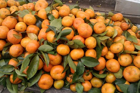 Thu giữ hơn 6 tấn quýt Trung Quốc nhập lậu