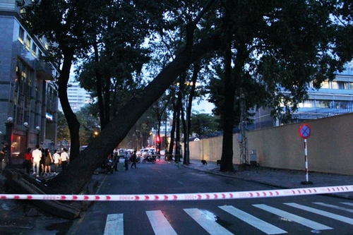 Cây cổ thụ bật gốc trong mưa, nhiều người đi đường thoát chết