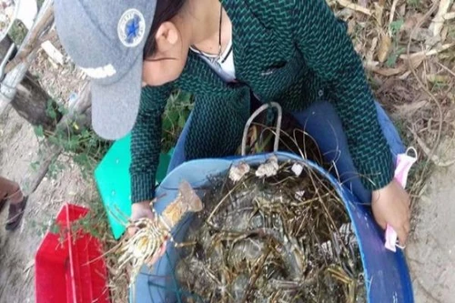 Người dân Phú Yên khốn đốn vì tôm hùm, cá bỗng nhiên chết hàng loạt