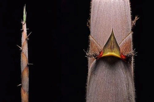 Bí ẩn của loài tre Nhật Bản chỉ ra hoa 120 năm một lần, sẽ ra hoa vào năm 2028